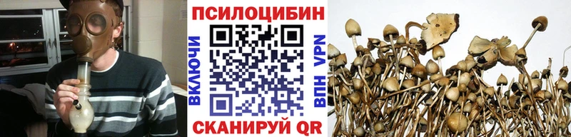 blacksprut   Белинский  Псилоцибиновые грибы Cubensis  даркнет сайт 